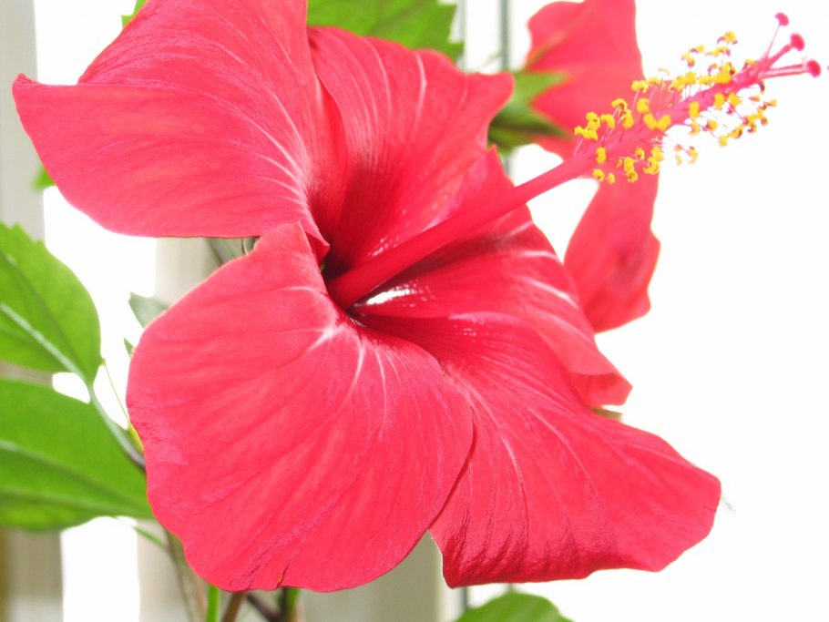 Роза гибискус комнатный