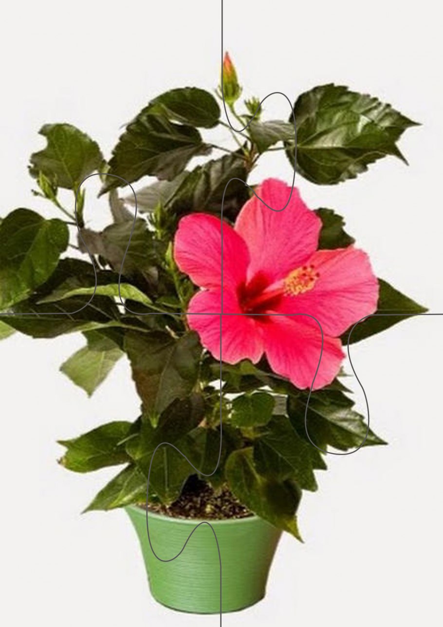 Китайская роза дерево