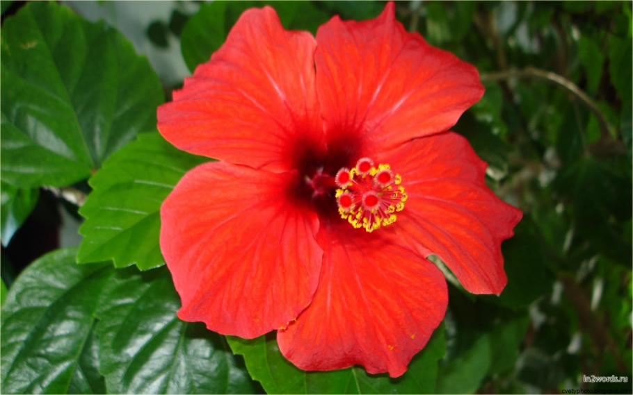 Гибискус цветы дом