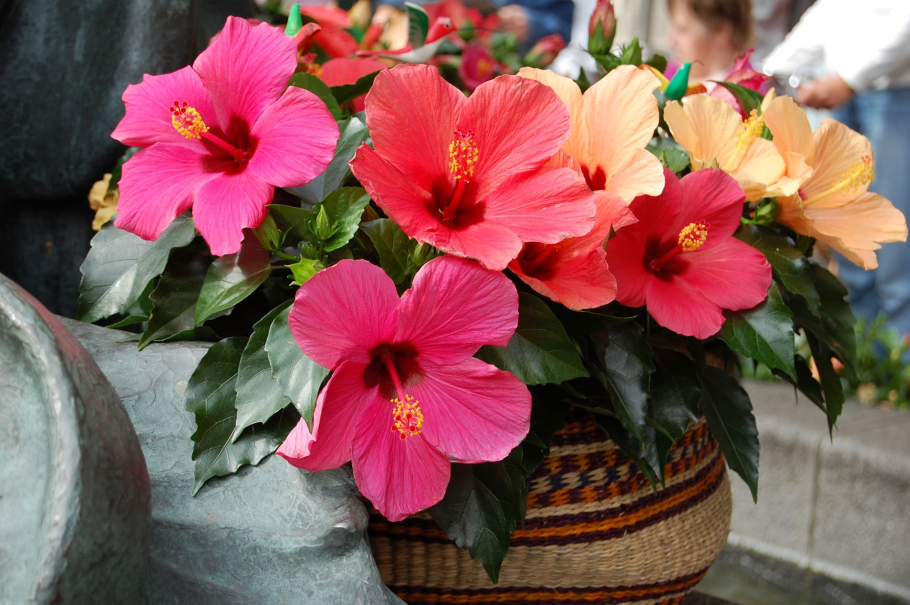 Гибискус комнатный