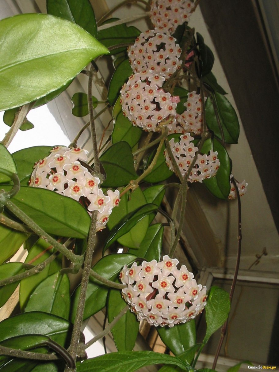 Хойя (Hoya)