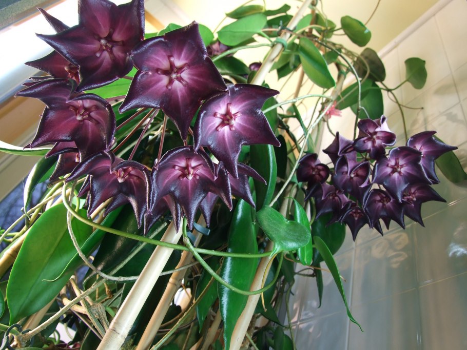 Hoya Макгилливрей