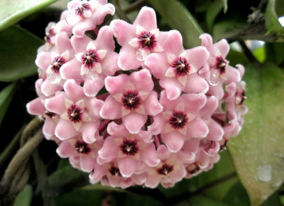 Хойя 154