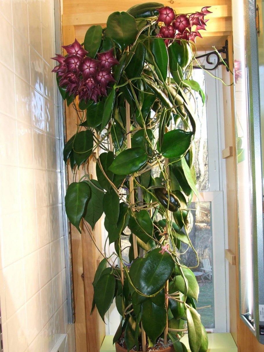 Хойя величественная Hoya Imperialis