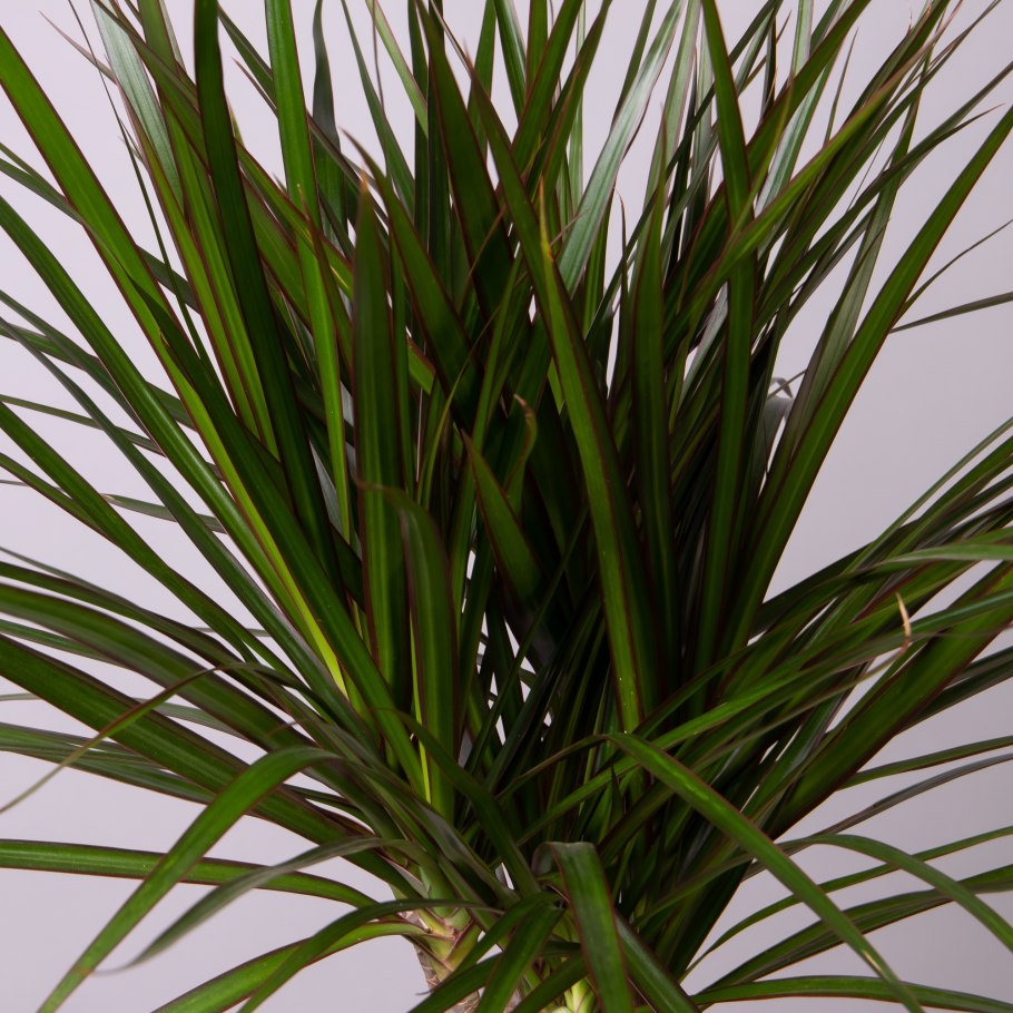 Драцена Маргината Санрей. Dracaena marginata Sunray. Драцена Маргината бонсай. Альтернариоз Драцена Маргината.