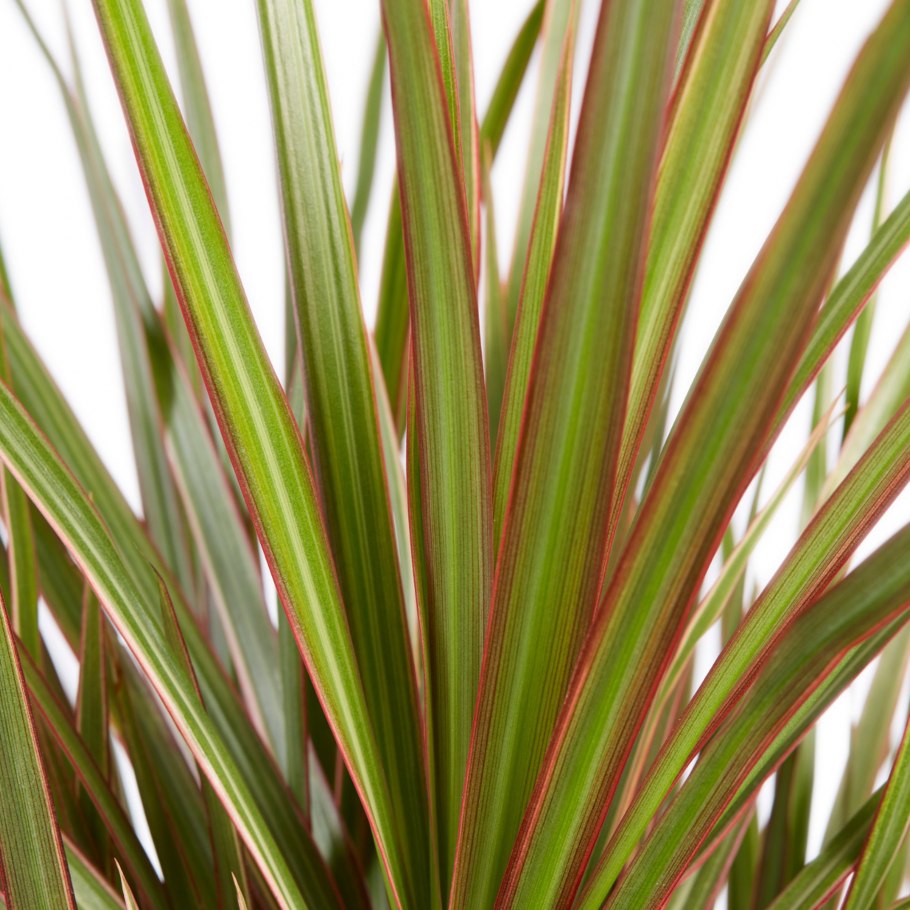 Драцена маргината. Драцена окаймлённая Маргината. Dracaena marginata bicolor. Драцена окаймленная маджента.