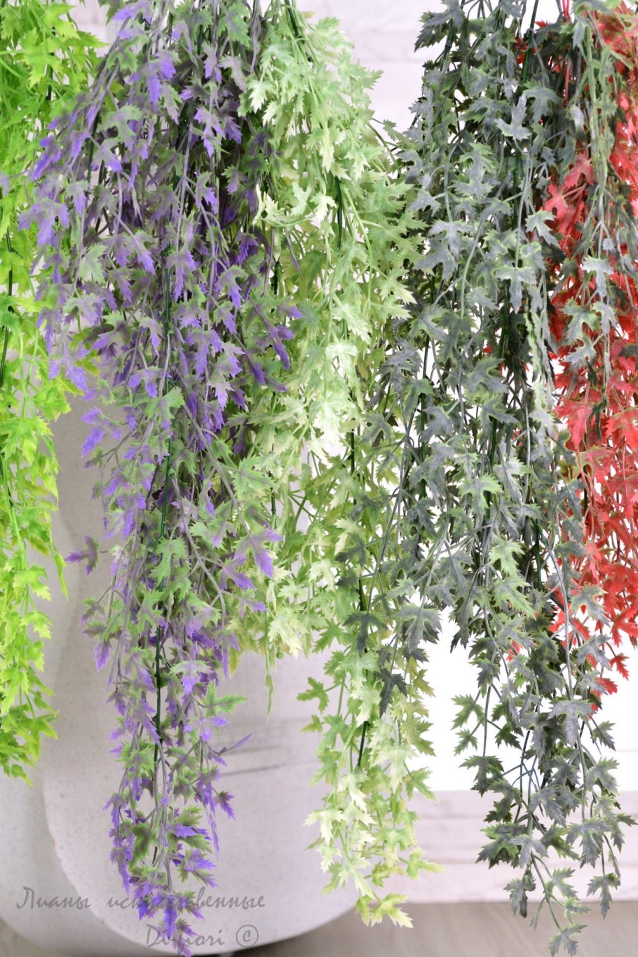 Астерия ампельная