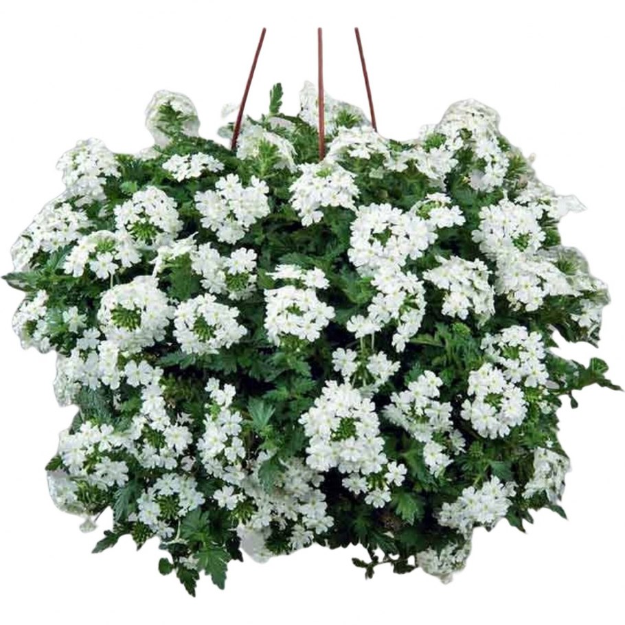 Вербена estrella White