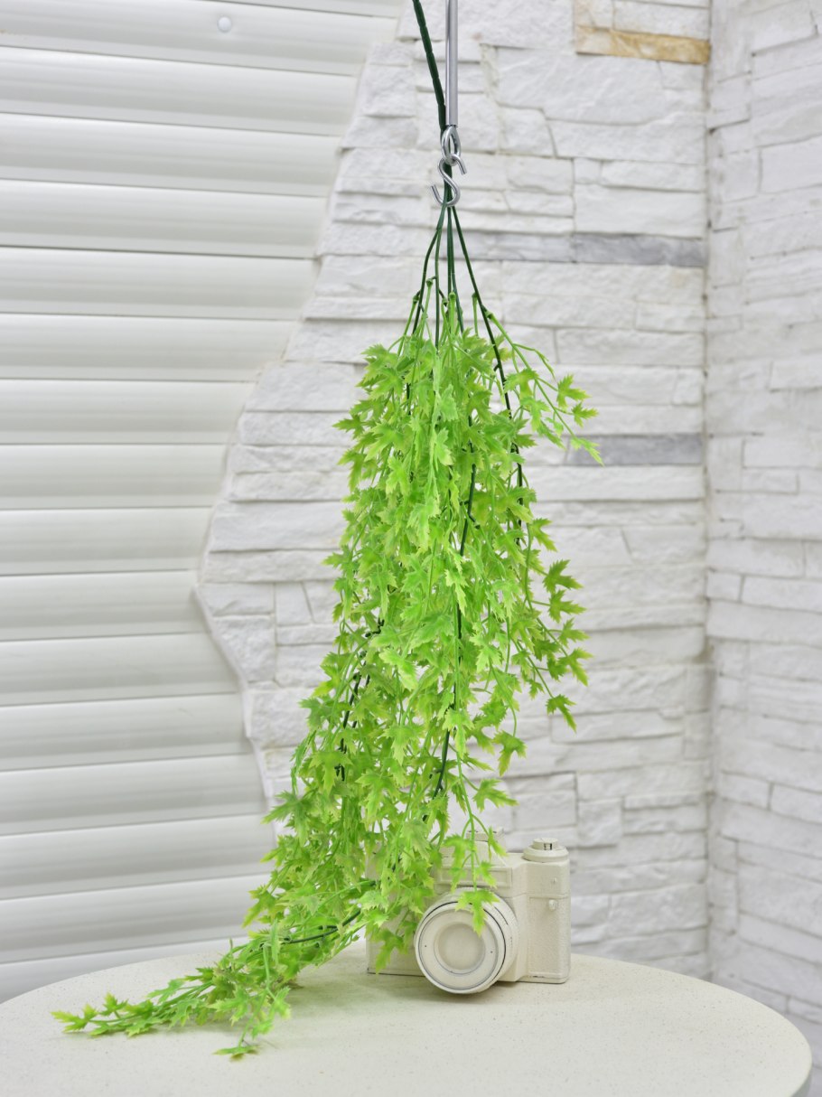 Мята декоративная ампельная