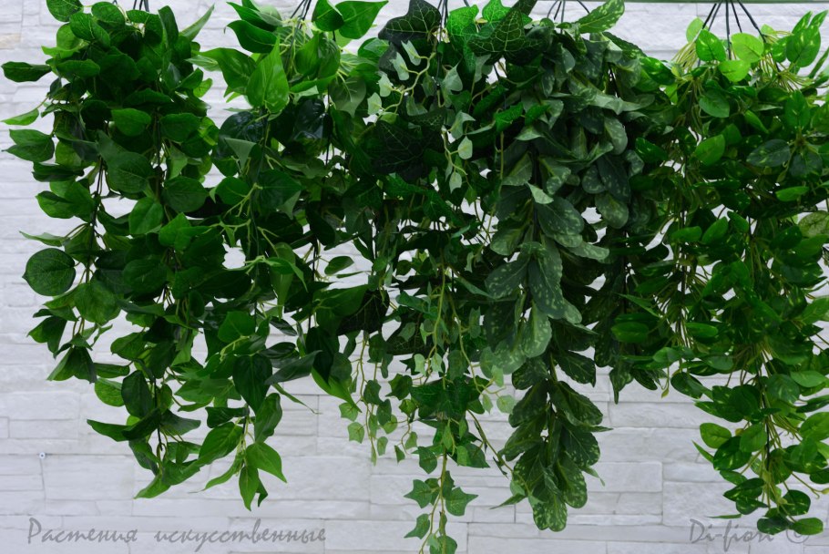 Ламиаструм ампельный