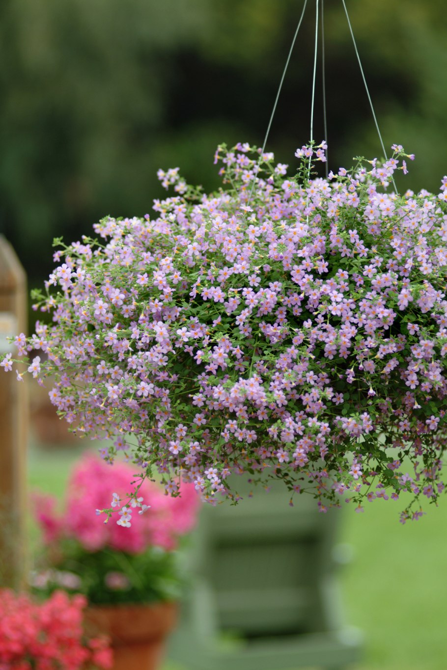 Портулак ампельный