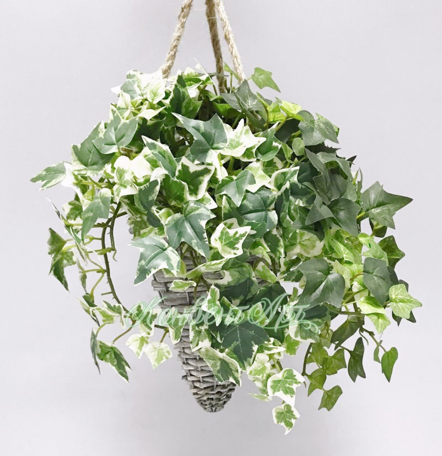 Сциндапсус Пиктус