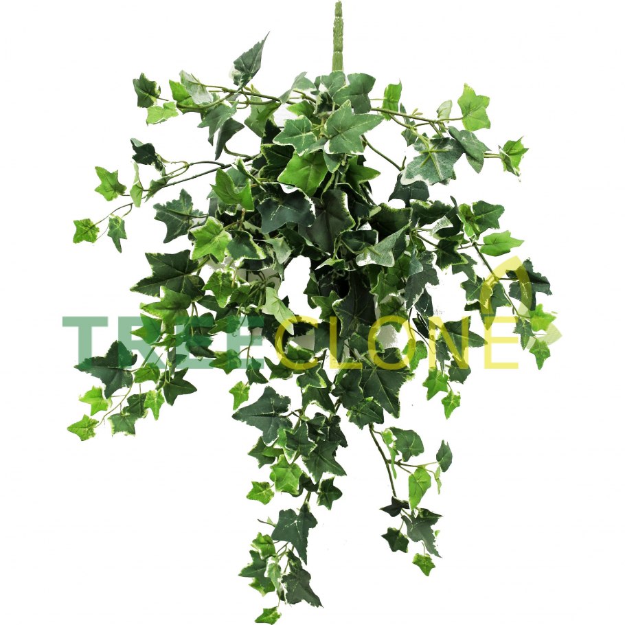 Плющ комнатный