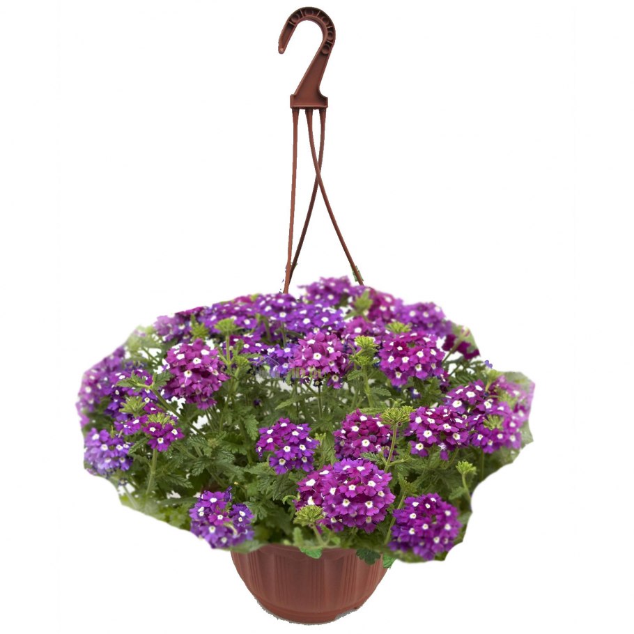 Алиссум ампельный