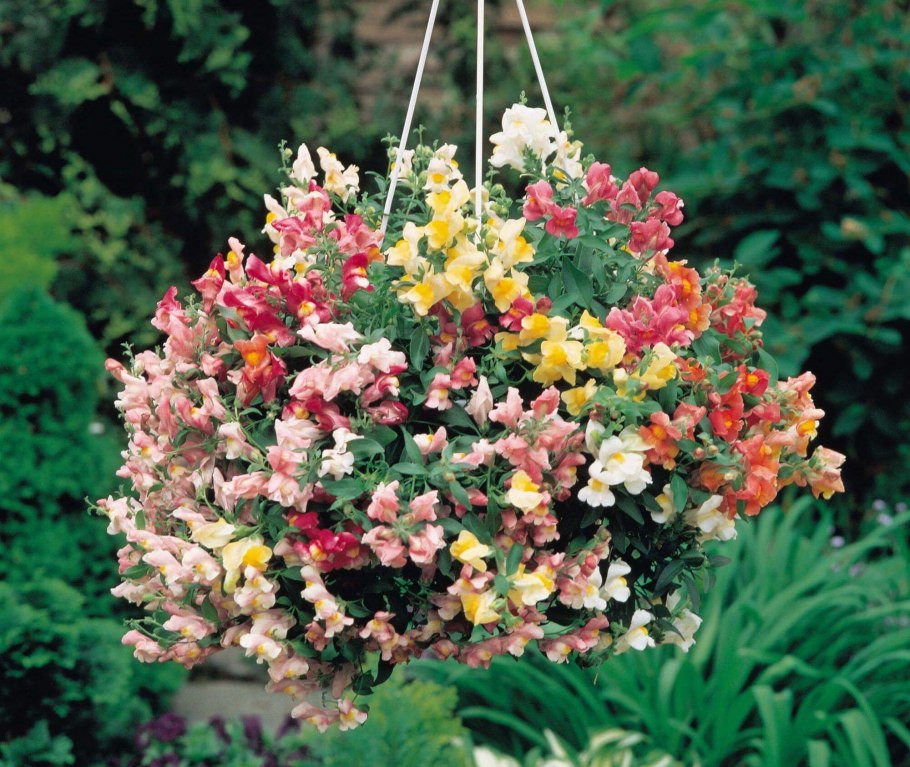 Антирринум ампельный лампион