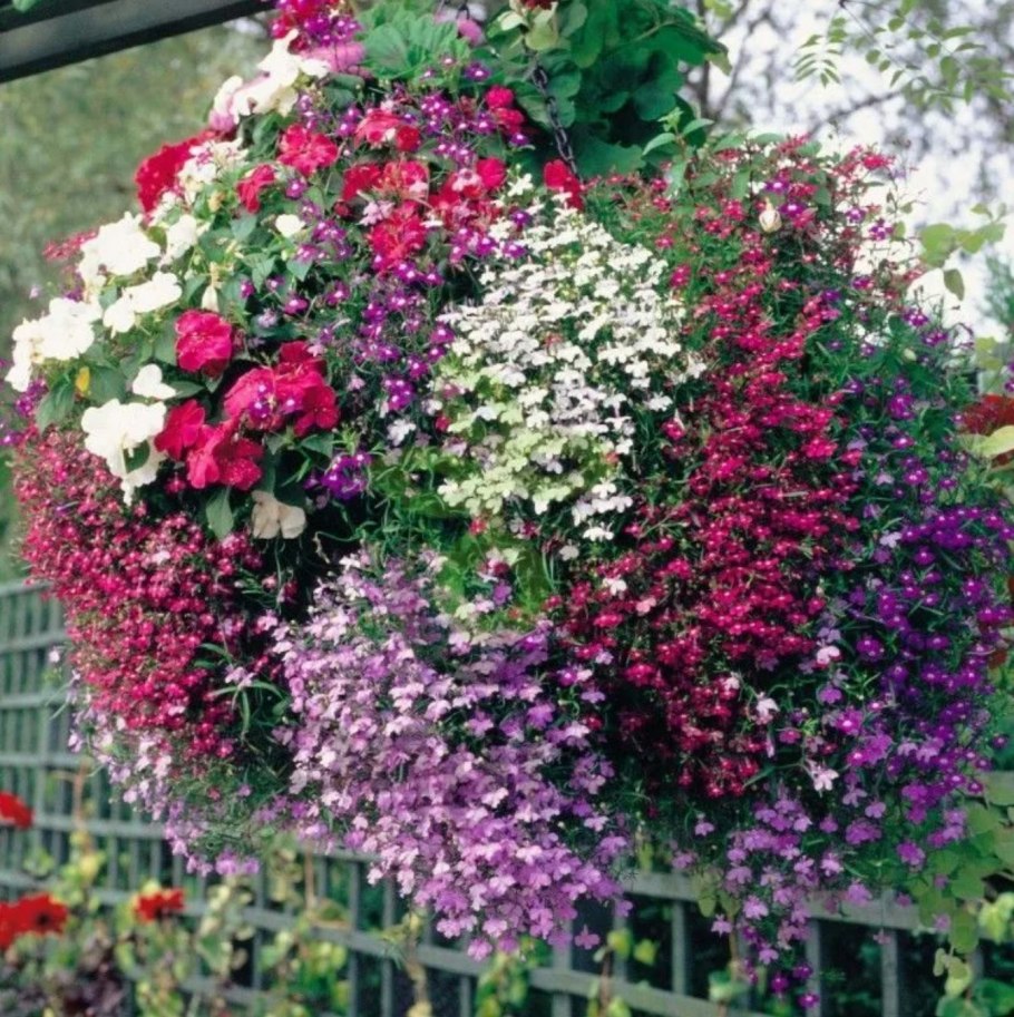 Цветы лобелия ампельная