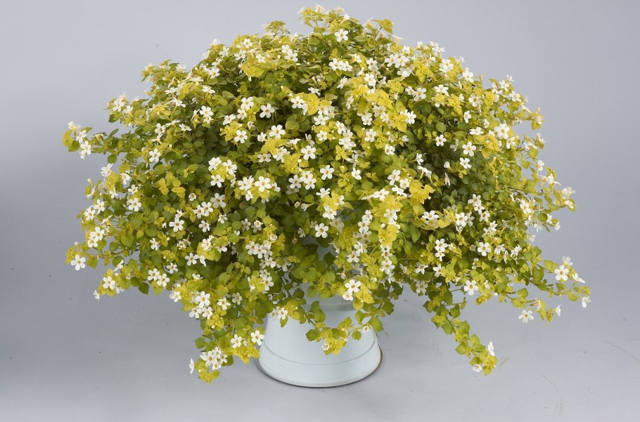 Бакопа ампельная