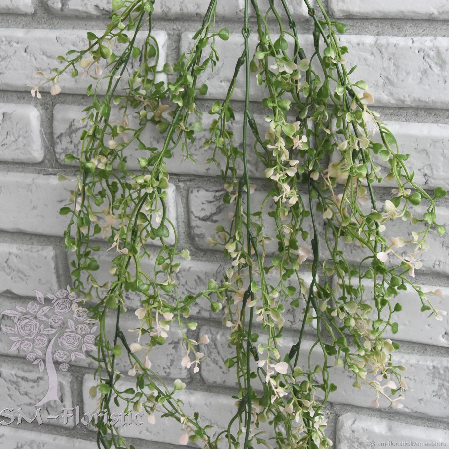 Клевер ампельный