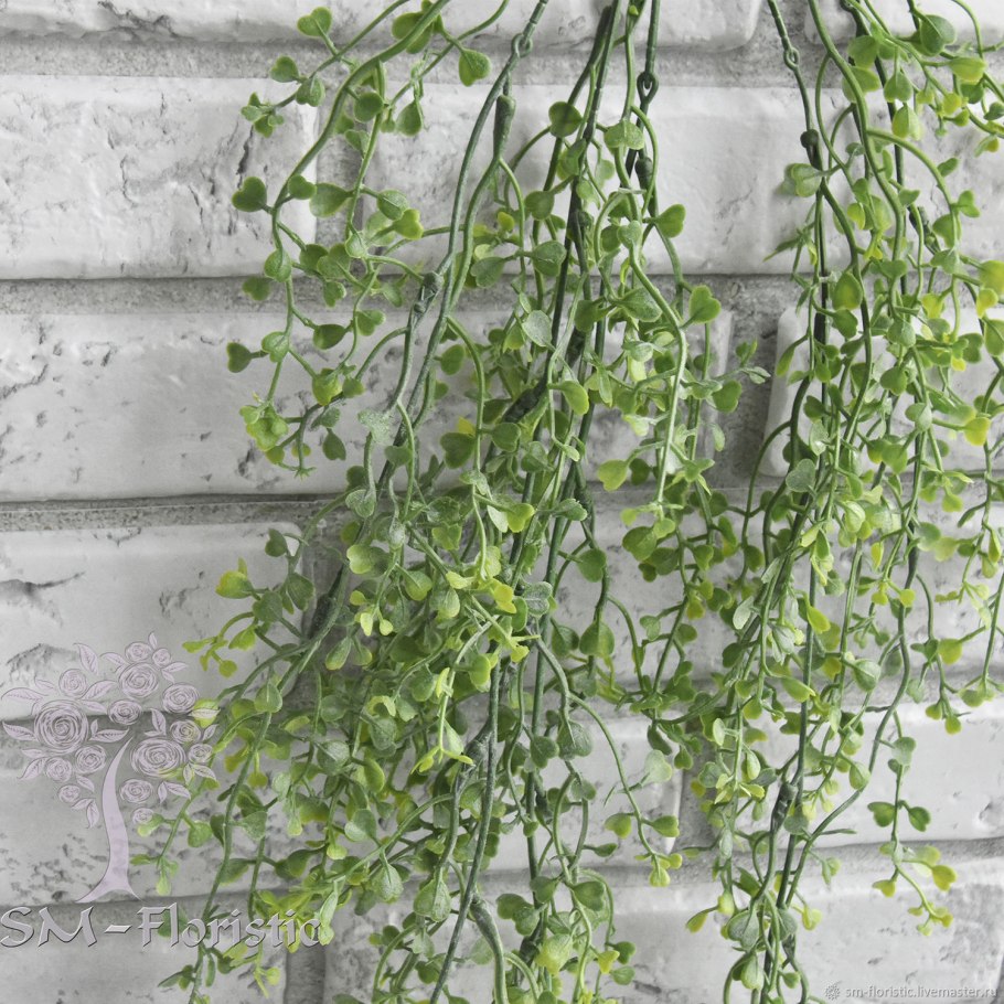 Ампельное растение с мелкими цветочками