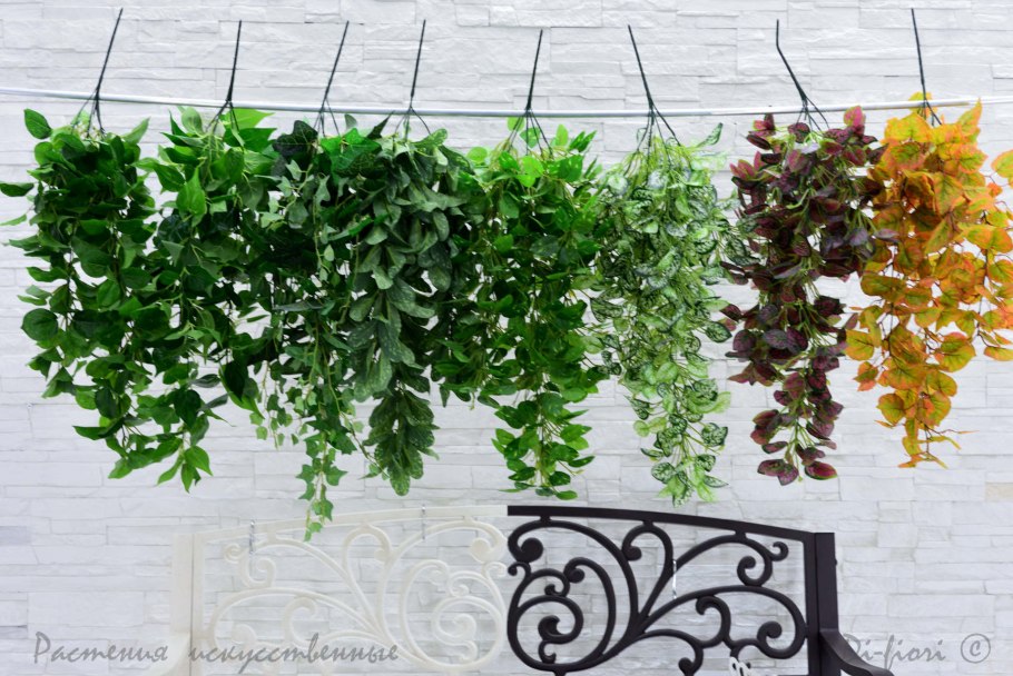 Ампельные лианы Суккуленты