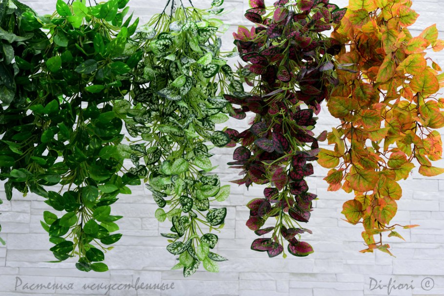 Эсхинантус Гильдебранда