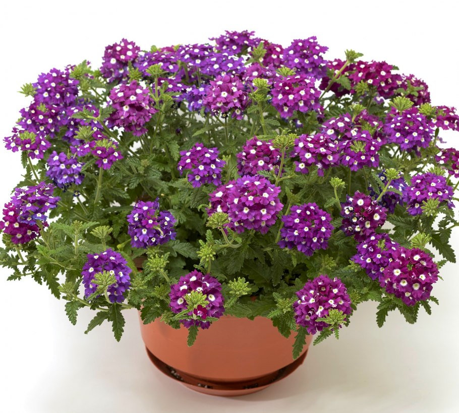 Дихондра Изумрудная