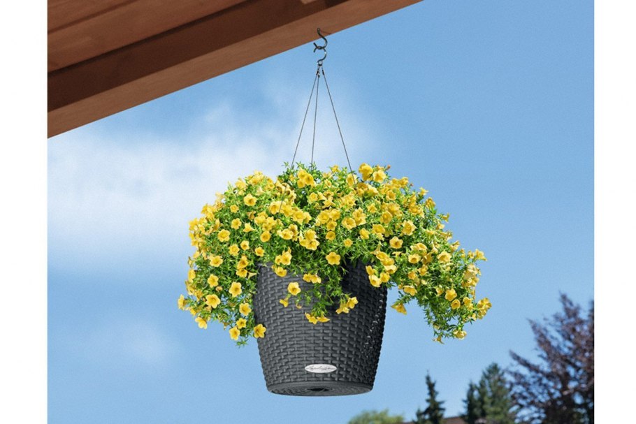 Пеларгония ампельная