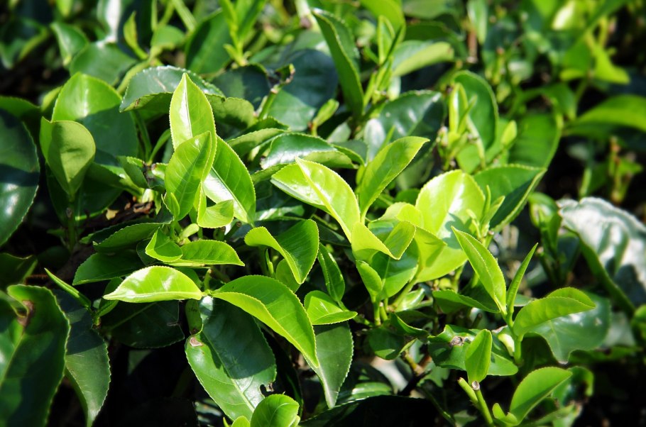 Чайный куст китайская Камелия