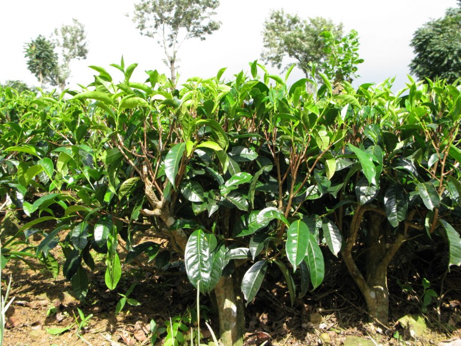 Чайный куст Камелия Синенсис