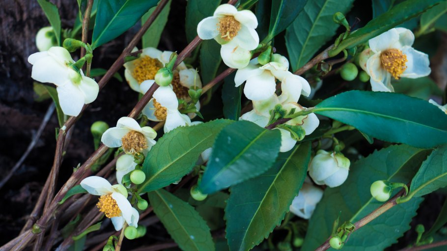 Ассамский чайный куст