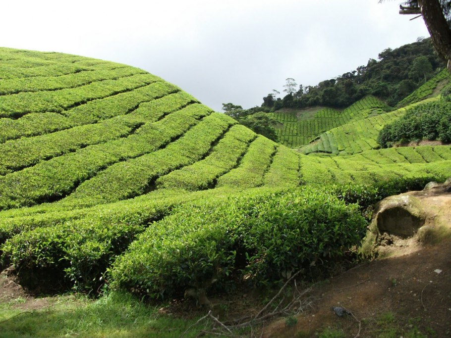 Чайный куст на даче