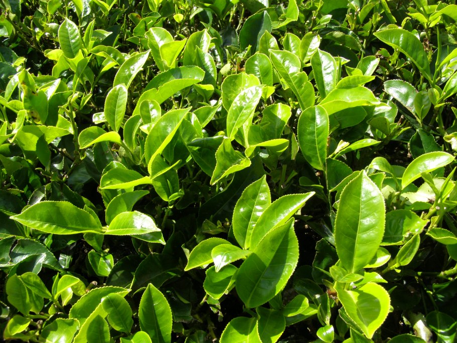 Camellia sinensis чай