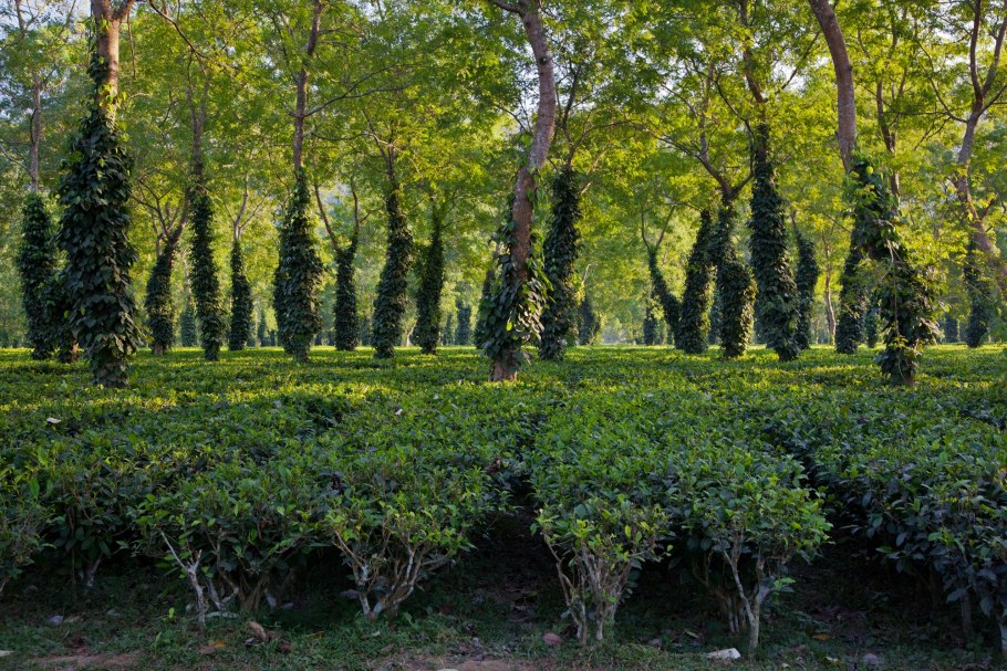 Чайный куст китайская Камелия