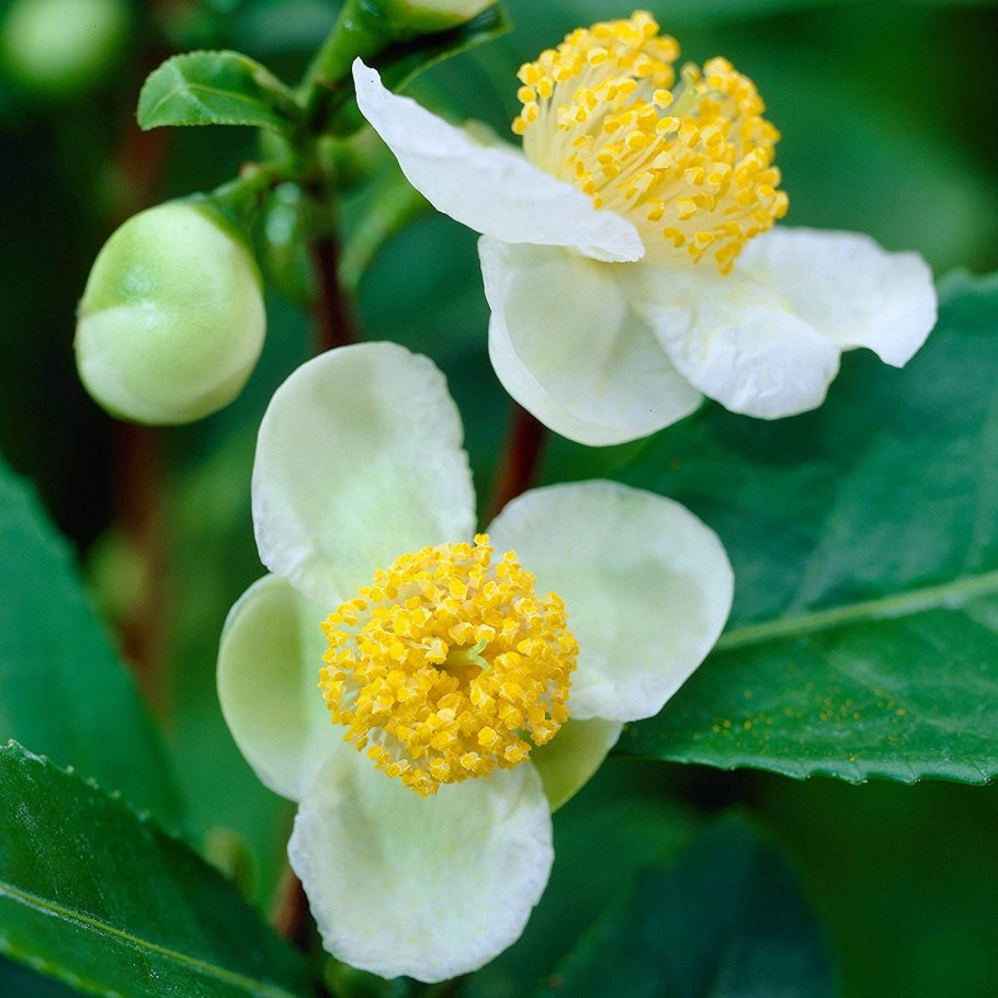 Чайный куст плантация