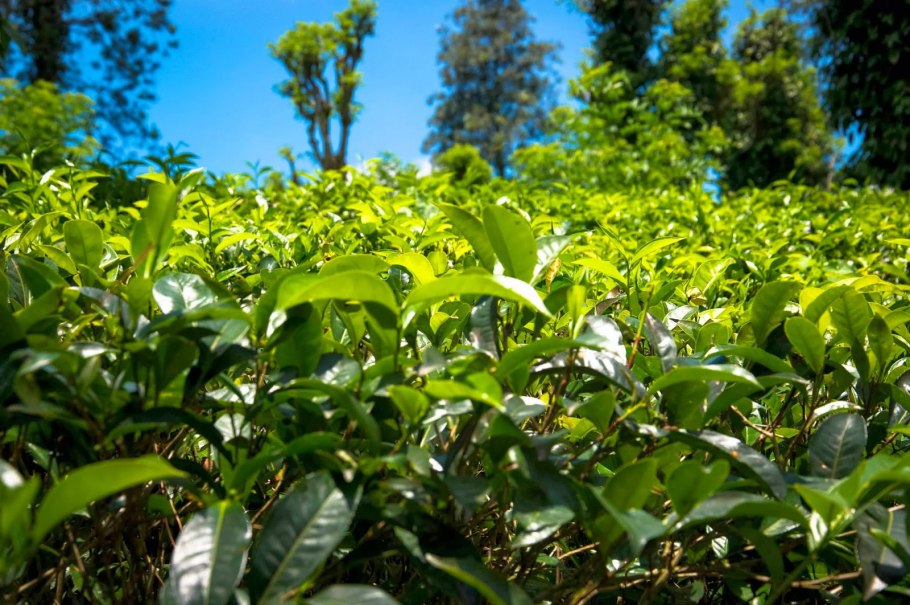 Зеленый чай (Camellia sinensis) Tess