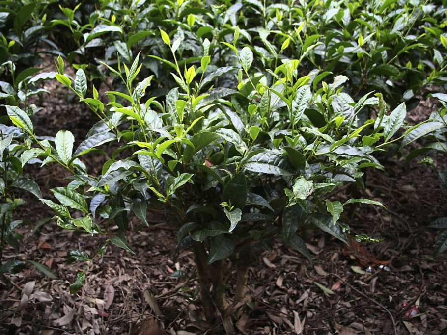 Зеленый чай (Camellia sinensis)