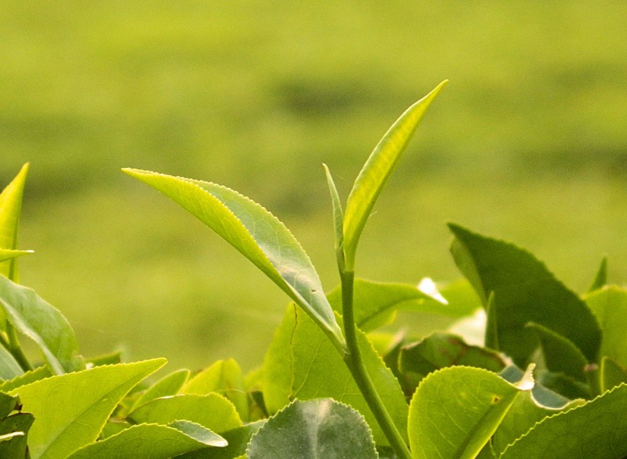 Чайный куст Краснодарский