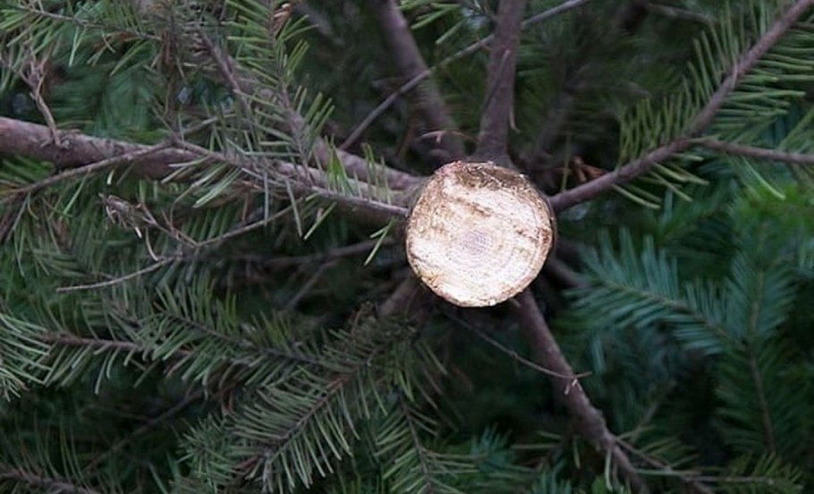Хвойные кониферс