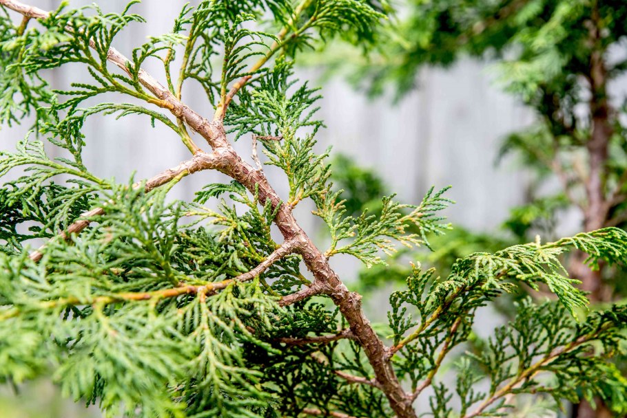 Pinus contorta Hunter