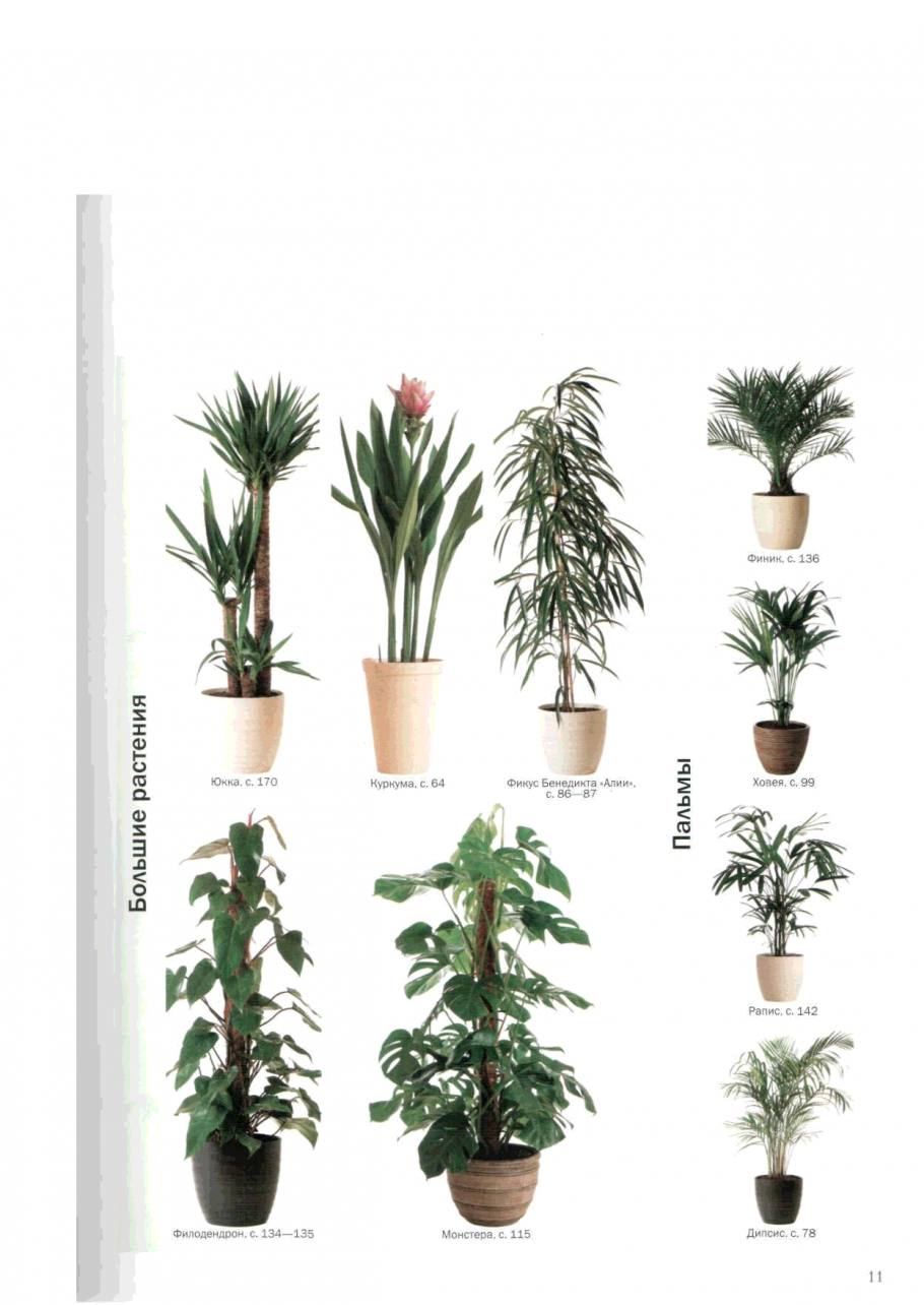 Название комнатных цветов