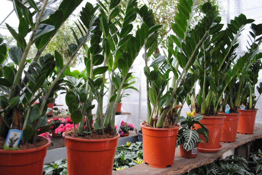 Цветы в горшках и их названия