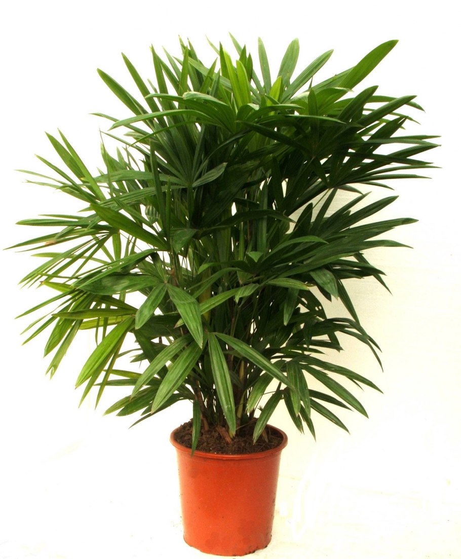 Спатифиллум (Peace Lily)