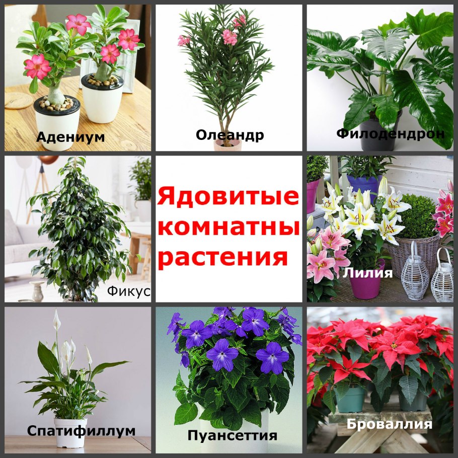 Комнатные растения для детей