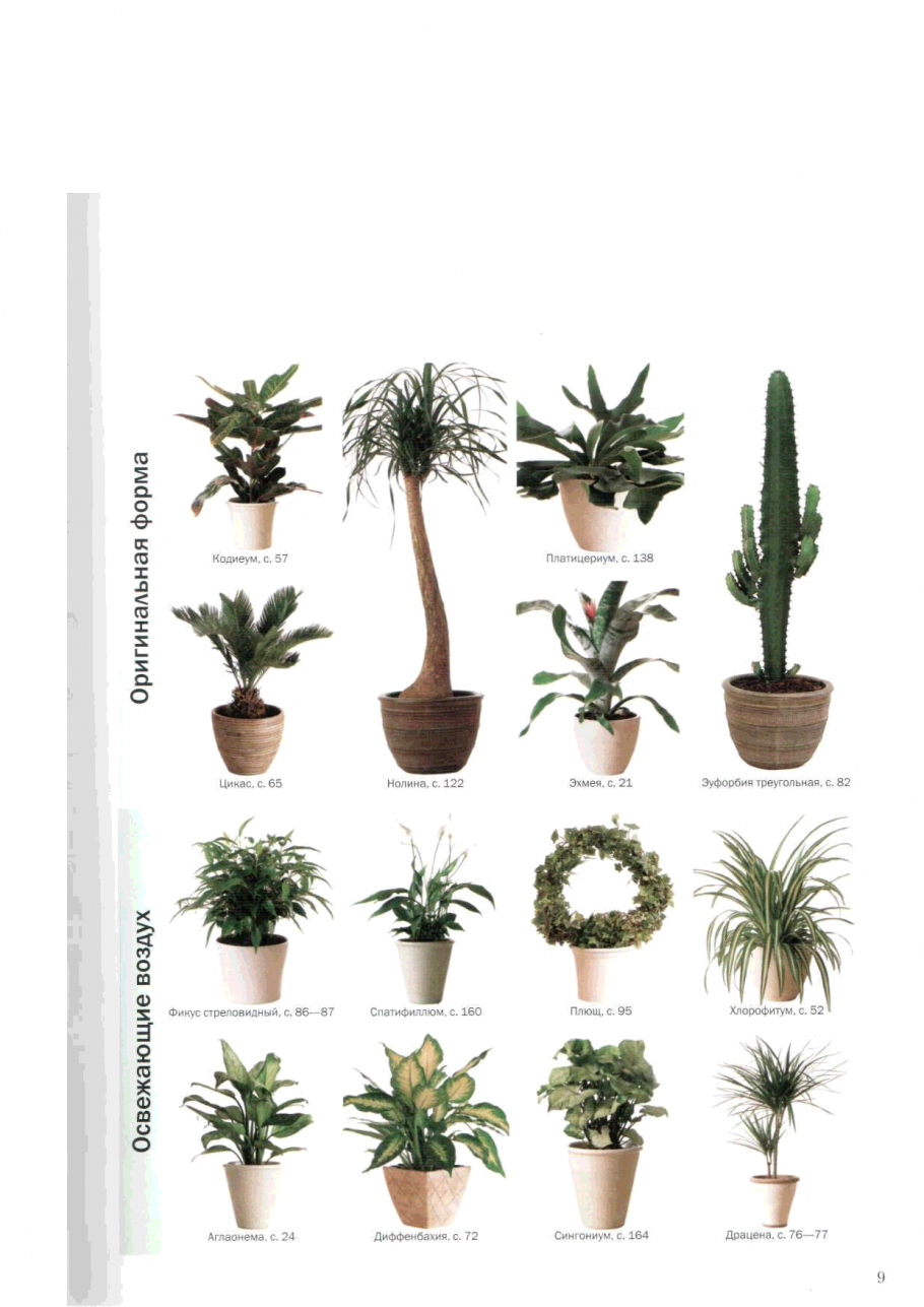 Название домашних растений