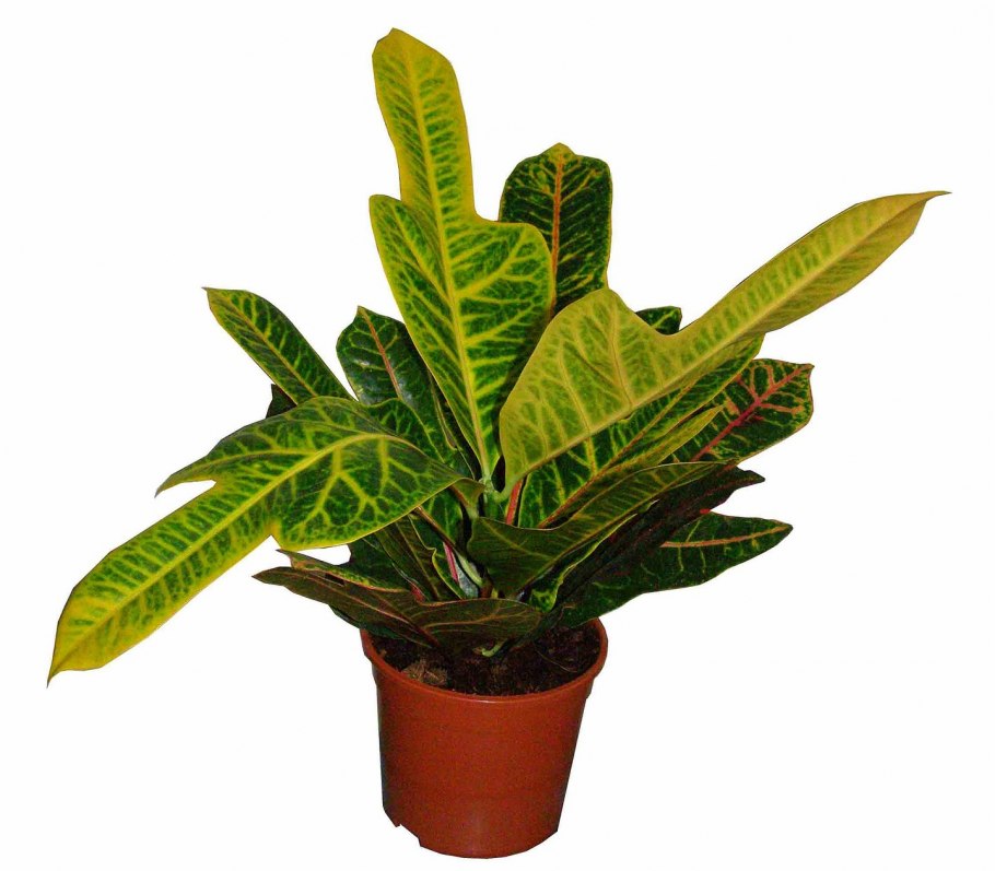 Антуриум Андрианум Джоли розовый