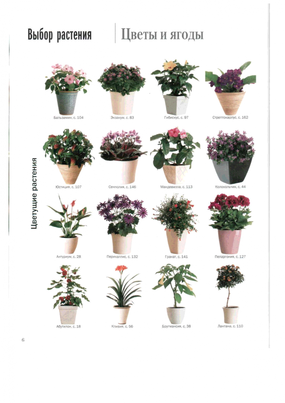 Название комнатных цветов