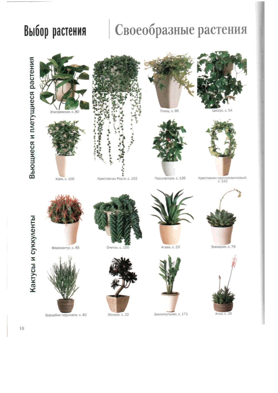 Комнатные цветы каталог с фотографиями и названиями