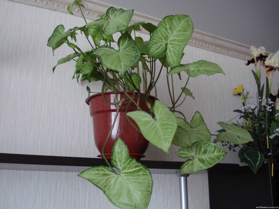 Спатифиллум Ларго