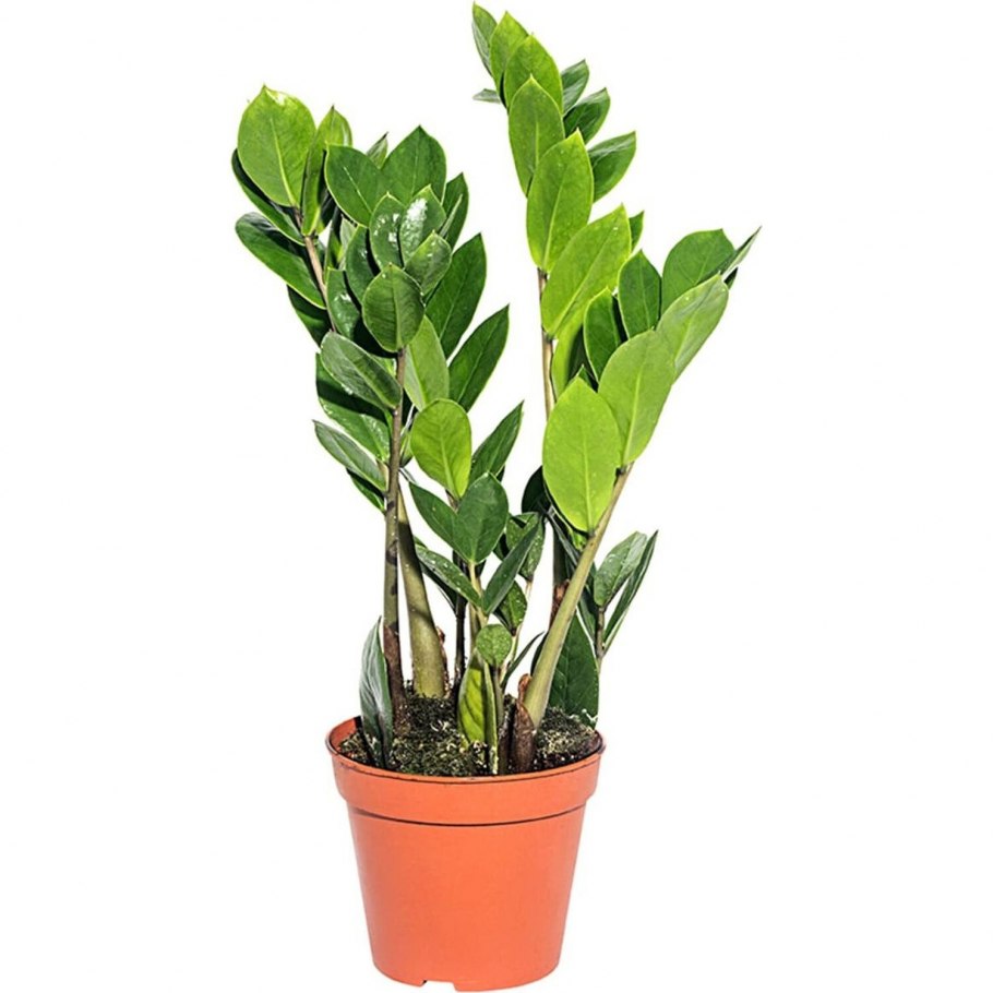 Декабрист шлюмбергера