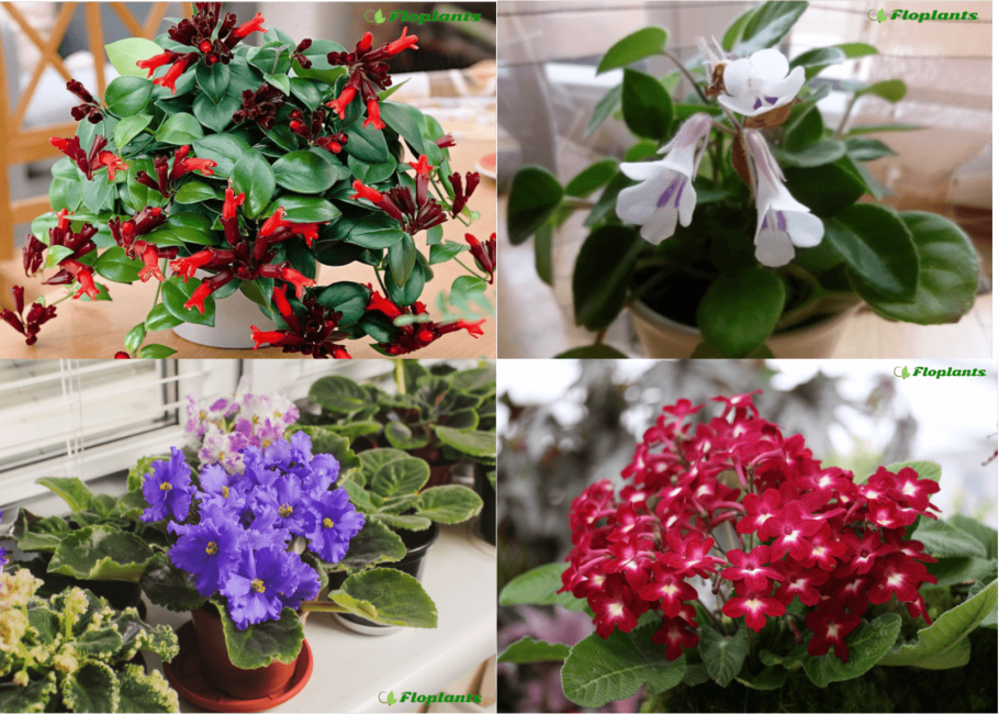 Рапис Экселза